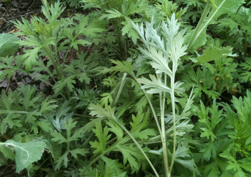 艾草如何驅(qū)蚊？艾草驅(qū)蚊的注意事項