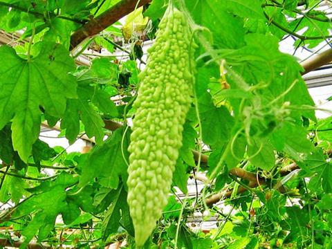 生理期(經期)減肥高峰期食譜:涼瓜滾肉片的做法