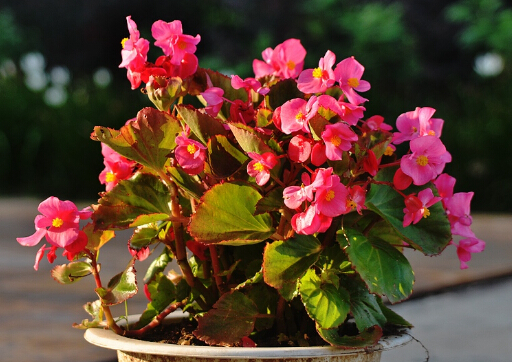 海棠花有毒嗎?家里有孕婦能養(yǎng)海棠花嗎?