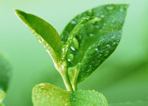 孕婦能喝綠茶嗎?孕婦喝綠茶注意事項
