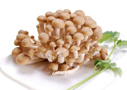 孕婦能吃蟹味菇嗎?吃蟹味菇有什么好處