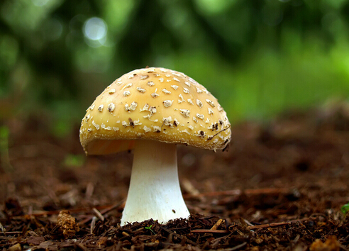 孕婦可以吃蘑菇嗎?孕婦吃蘑菇的食譜