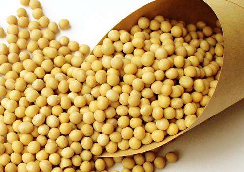孕婦吃黃豆有什么好處？孕婦吃黃豆的做法