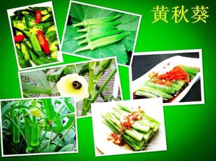 孕婦能吃黃秋葵嗎?孕婦吃黃秋葵有什么好處
