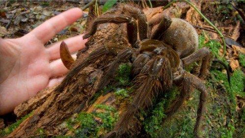 南美亞馬遜食鳥蛛,是吉尼斯世界紀(jì)錄中體積最大的蜘蛛