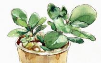 簡單高效！豆瓣綠的養護要點