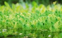 利君沙殺綠藻見效快 羅紅霉素除綠藻不反復