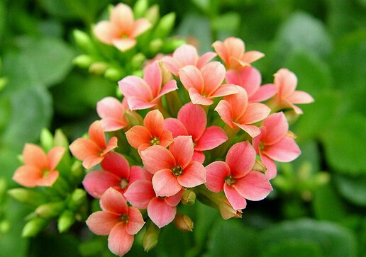 家里有寶寶能養(yǎng)長(zhǎng)壽花嗎？長(zhǎng)壽花的養(yǎng)殖方法