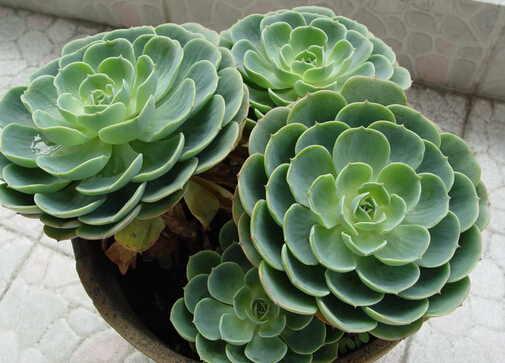 家里有寶寶能養(yǎng)觀音蓮嗎?觀音蓮的養(yǎng)殖方法