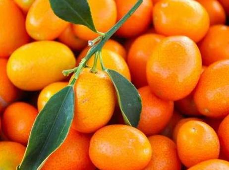 寶寶能吃金桔嗎？寶寶吃金桔的做法