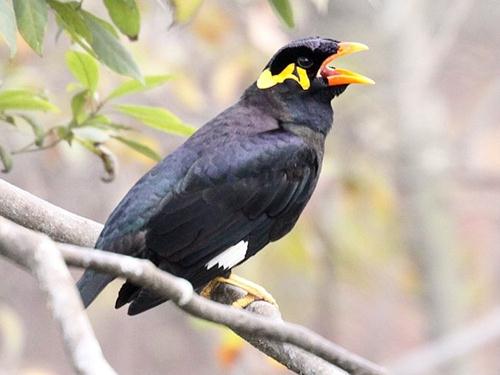 鷯哥對罵：鷯哥動物園被游客教會國罵被關禁閉學文明用語，園方呼吁游客別教壞動物