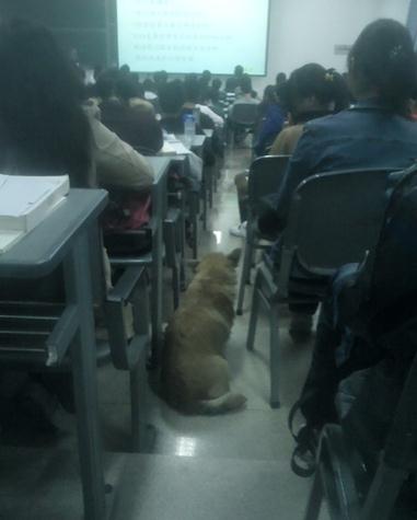 “學霸狗”電子科技大學蹭課走紅,最愛英語和概率網友力挺讀研