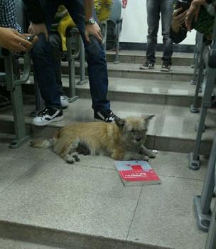 “學霸狗”電子科技大學蹭課走紅,最愛英語和概率網友力挺讀研