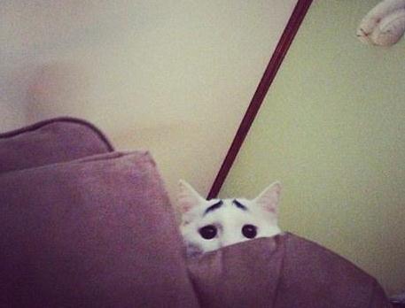 八字眉囧貓山姆網(wǎng)絡爆紅,細數(shù)囧貓愁眉苦臉的賣萌囧照