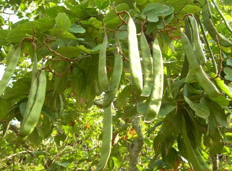 孕婦吃刀豆有什么好處?孕婦吃刀豆的做法