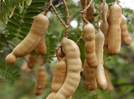 孕婦能吃酸角嗎?孕婦吃酸角有什么好處