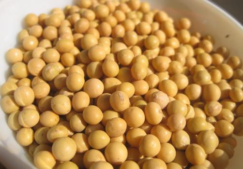 產婦能吃黃豆嗎？產婦吃黃豆的做法