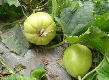 產婦能吃香瓜嗎?產婦吃香瓜的食用禁忌