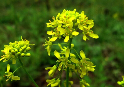 板藍(lán)根的副作用-板藍(lán)根的功效與作用