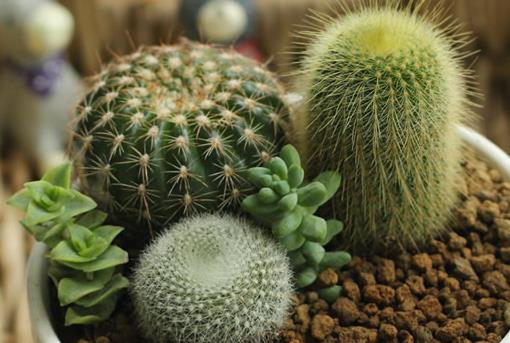 仙人球/仙人掌防輻射嗎？電腦族工作者如何防輻射