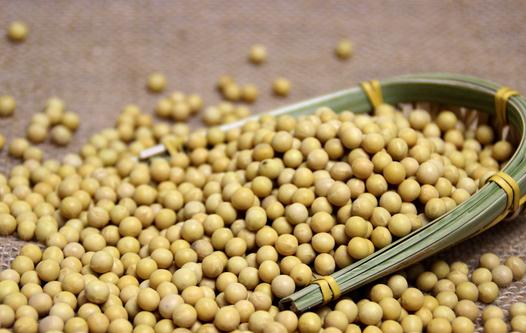 吃黃豆有什么好處？吃黃豆讓你更聰明！