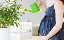 孕婦要遠離花卉嗎？養(yǎng)花應(yīng)該注意什么？