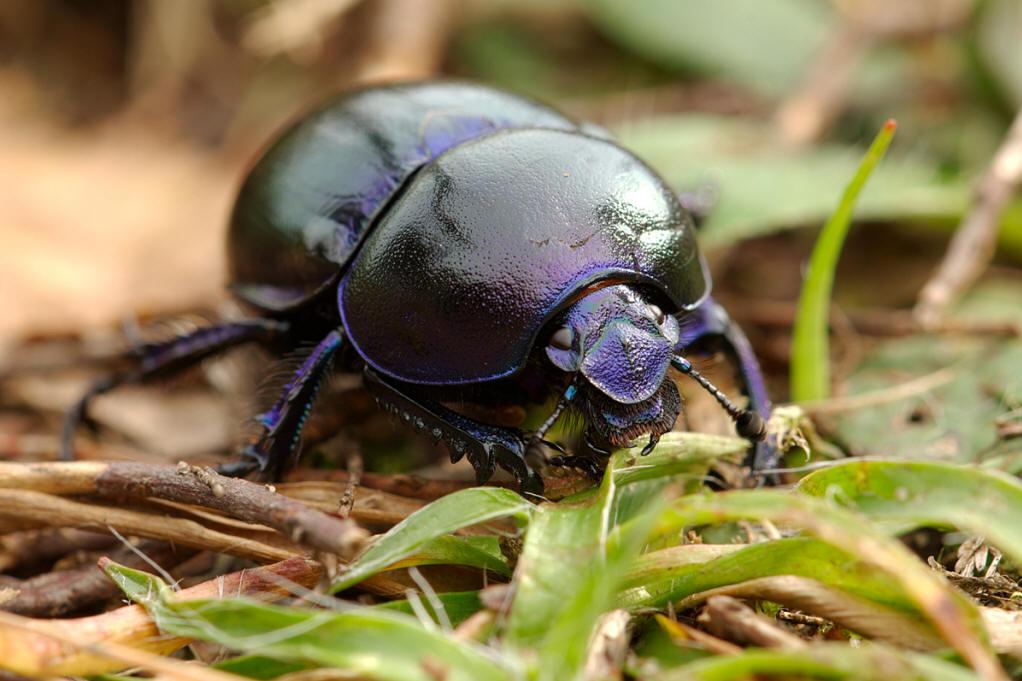 屎殼郎:“自然界清道夫”養成記