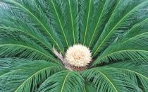 傳說(shuō)中的鐵樹(shù)開(kāi)花到底是什么樹(shù)？