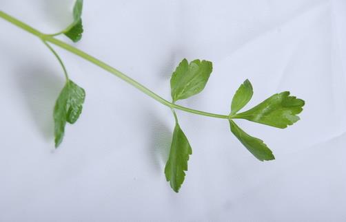 蛀牙怎么辦? 教你如何用食物防治蛀牙