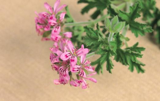 酒精攝入過(guò)量導(dǎo)致臉腫-如何瘦臉？