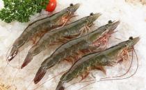 溫州市場現注膠蝦 如何鑒別注膠蝦