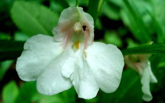 女性補血食療方:紅棗山藥湯