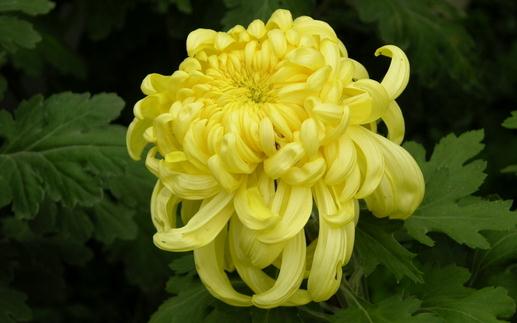 不同的菊花有什么功效?降火用滁菊