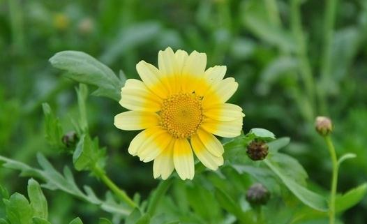 吃茼蒿有什么好處?茼蒿食療方推薦