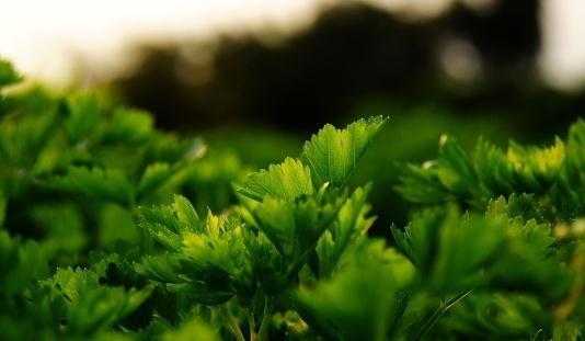 芹菜養(yǎng)生食譜:雞絲拌芹菜的做法