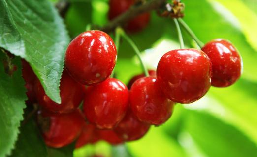吃櫻桃有什么好處?吃櫻桃別過量