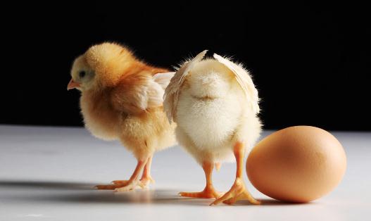 雞內金是什么?雞內金的功效有哪些?