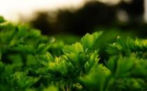 芹菜養生食譜：雞絲拌芹菜的做法