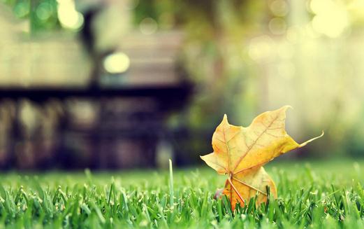 吃什么食物能夠預防掉發？