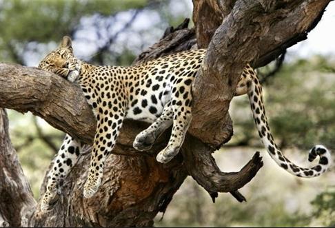 動物千奇百怪的睡姿，你知道嗎？