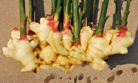 吃姜有什么好處?姜可做調料