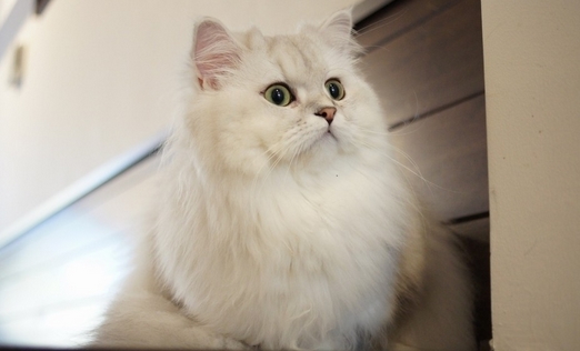 如何喂養(yǎng)波斯貓才科學