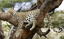 動物千奇百怪的睡姿，你知道嗎？