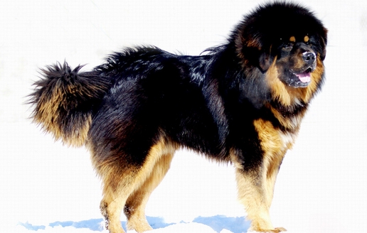 五個方面教你如何看出藏獒的身體健康情況