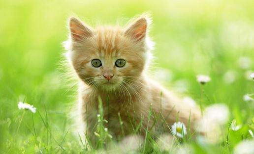 如何訓練貓咪排泄習慣