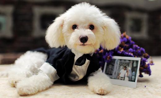 什么是泰迪熊的逆向噴嚏 如何解決呢？