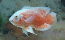 如何挑選好的地圖魚 有什么方法技巧？