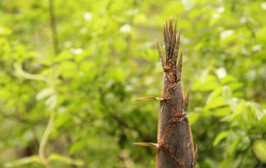 春筍有什么營養(yǎng)價值？吃春筍需要注意什么？