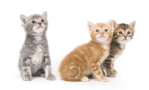 如何幫貓咪接生需要注意哪些問題