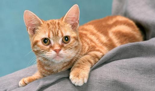 貓咪掉毛的原因及解決方法